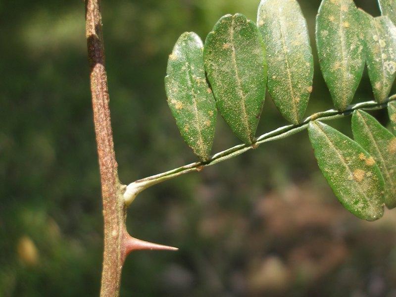 Comment utiliser le fagara contre la drépanocytose