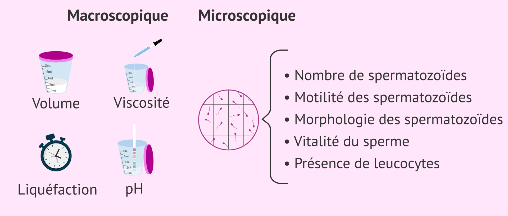 Fertilite masculinew