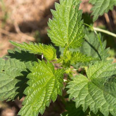 Birch leaf and nettle for sickle cell disease