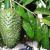 Soursop leaf against hypertension