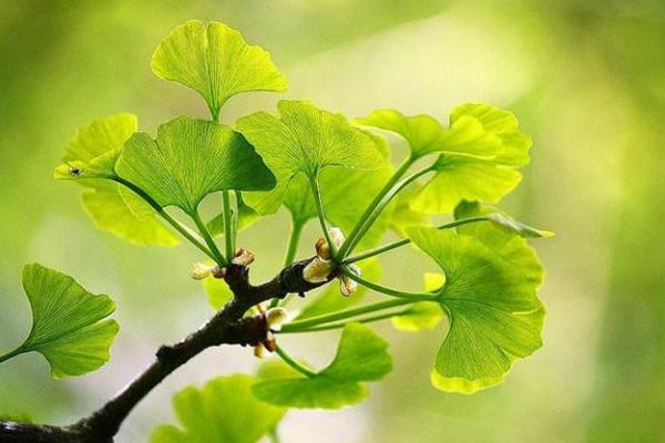 Feuille de ginkgo un soupcon dimmortalite plantes et sante