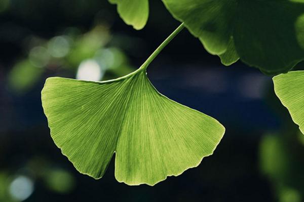 Feuille de ginkgo