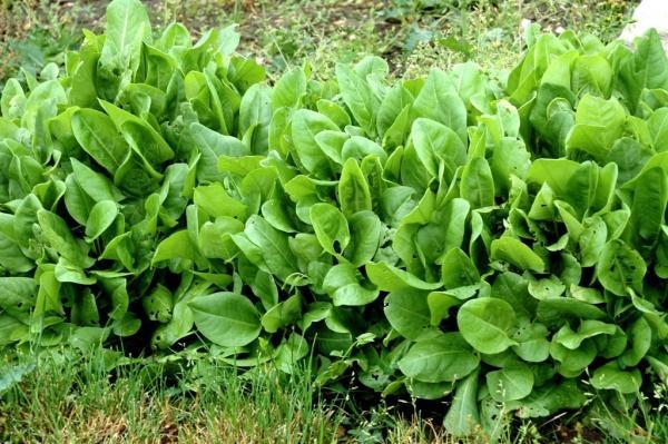 Hydrocèle et Oseille : traitement à base de plantes