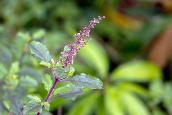 Feuilles de basilic sacre tulsi