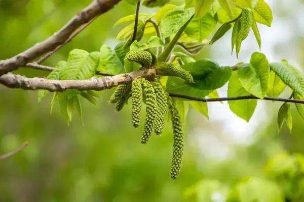 Feuilles de bouleau