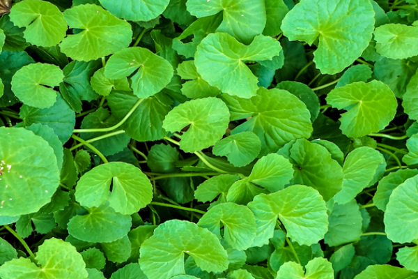 Feuilles de centella asiatica