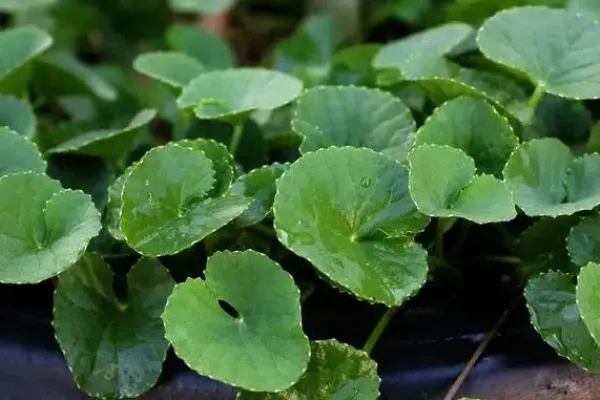 Feuilles de centella asiatica