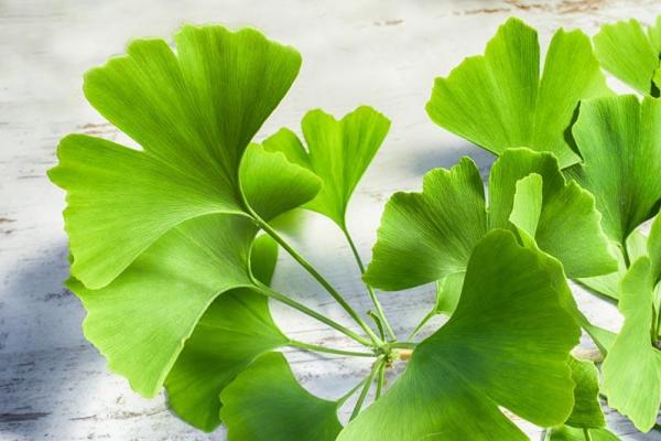 Feuilles de ginkgo biloba