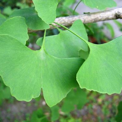 Feuilles de ginkgo traite l infertiite