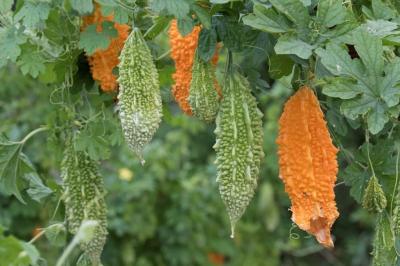 Feuilles de melon amer frai ches