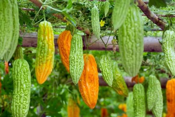 Feuilles de melon amer fraiches1