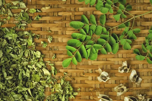 Feuilles de moringa