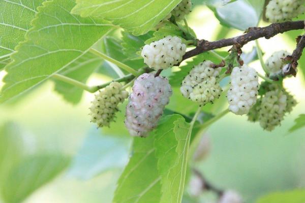 Feuilles de murier blanc