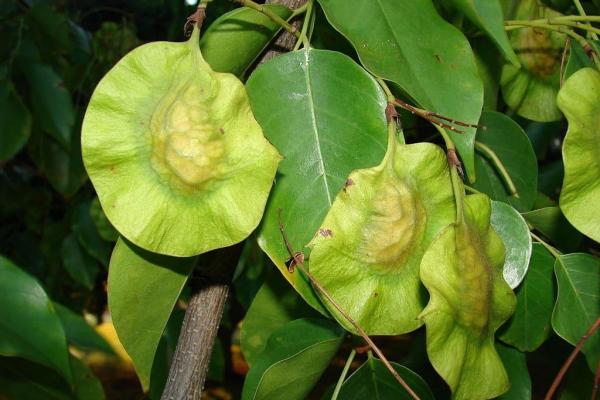 Feuilles de pterocarpus marsupium