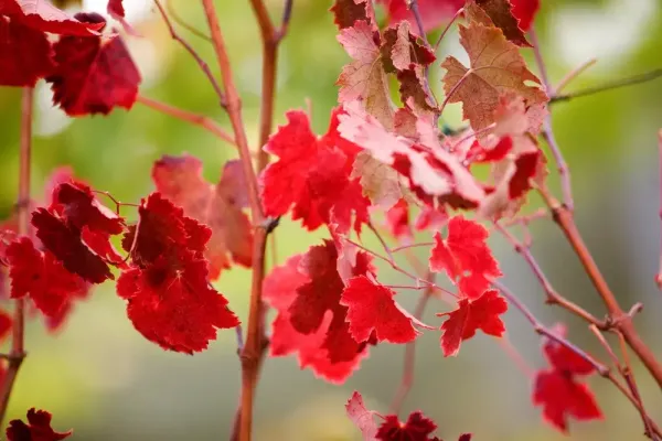 Feuilles de vigne rouge vitis vinifera