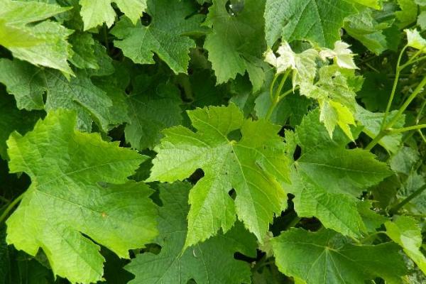 Feuilles de vigne