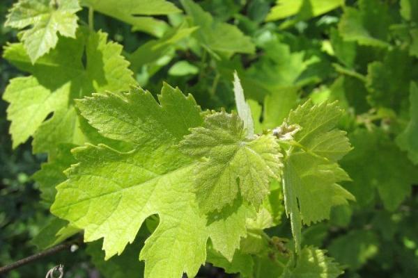 Feuilles de vigne1