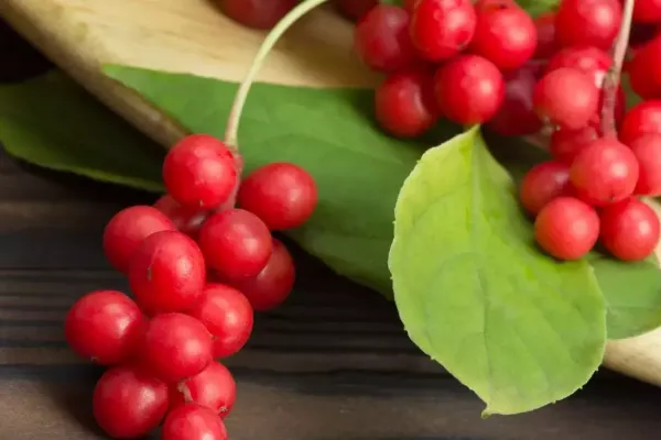 Fruits et graines de schisandra