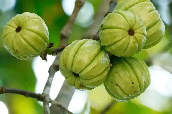 Garcinia cambogia