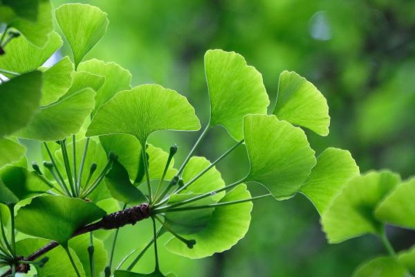 Gingko biloba ginkgo biloba