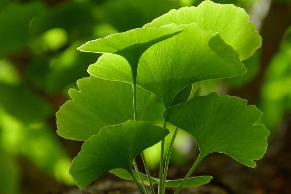 Gingko biloba ginkgo biloba