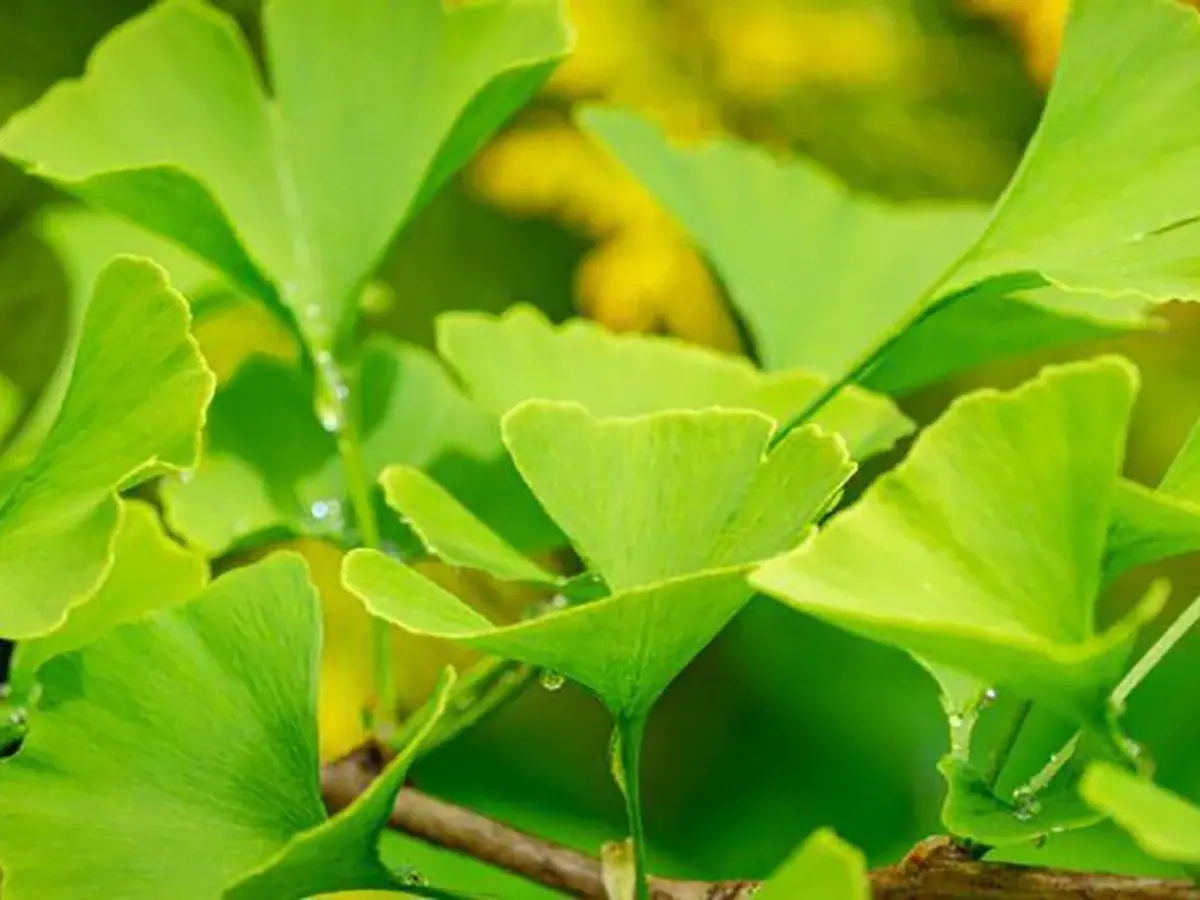 Gingko biloba ginkgo biloba