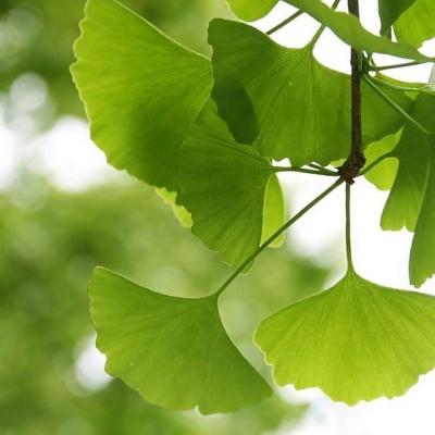 Ginkgo biloba