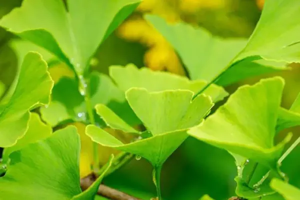 Ginkgo biloba 1