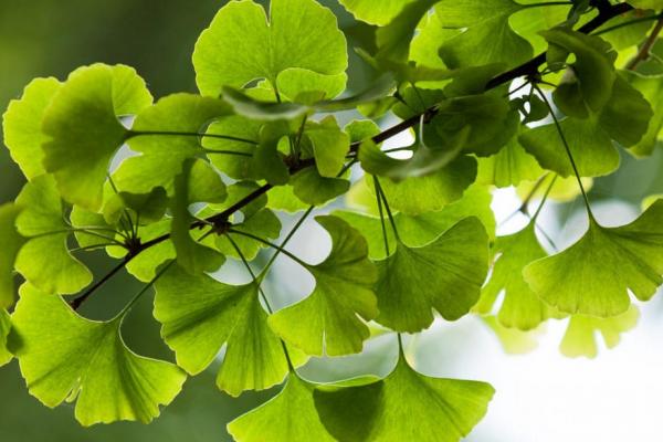 Ginkgo biloba 2