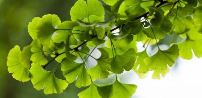 Ginkgo biloba 2