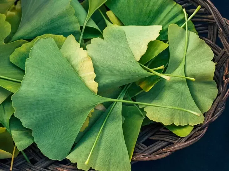 Ginkgo biloba 2