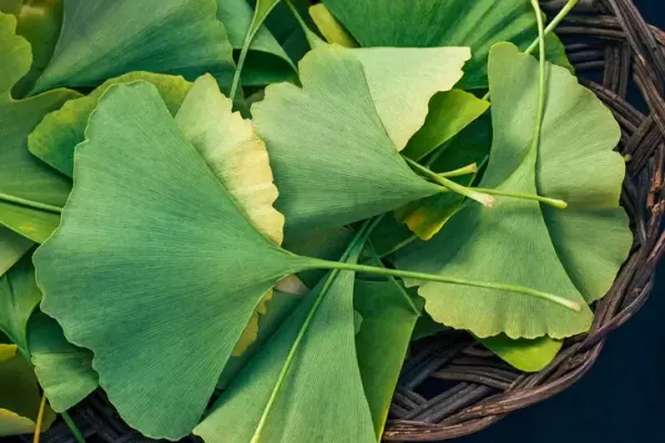 Ginkgo biloba 2