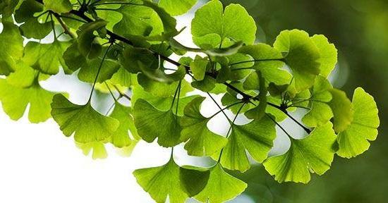 Ginkgo biloba et hypertension