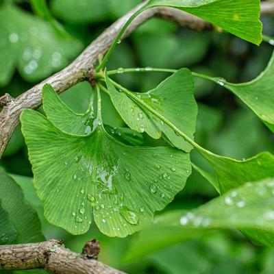 Ginkgo contre l oligospermie