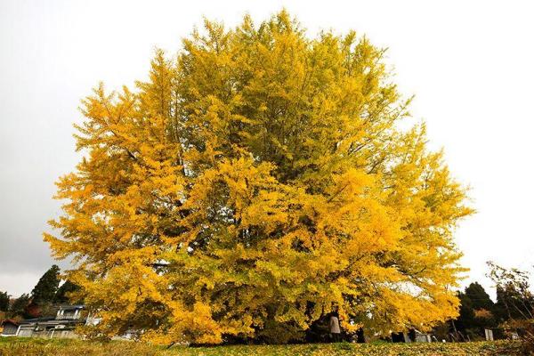 Ginkgo japonais