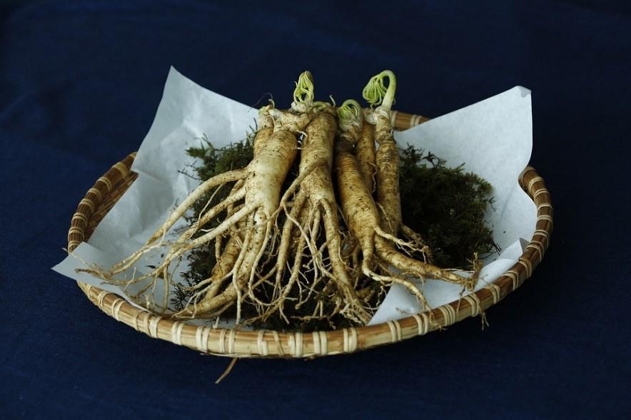 Comment utiliser le ginseng contre l'hydrocèle testiculaire ?