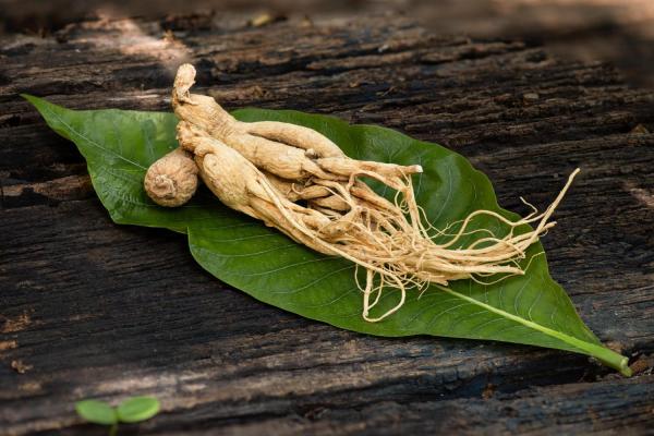 Ginseng5