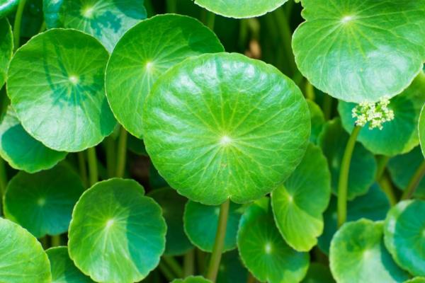 Gotu kola