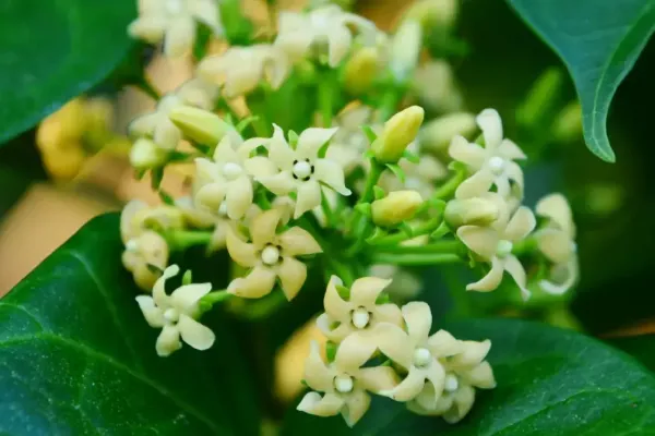 Gymnema sylvestre