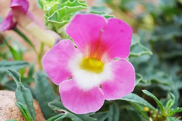 Harpagophytum procumbens griffe du diable