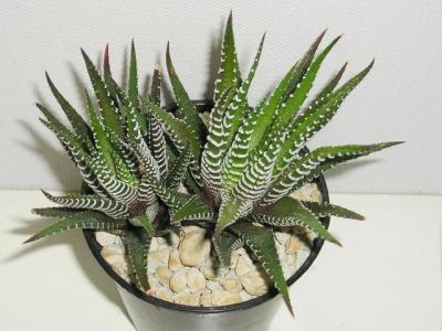 Haworthia 1