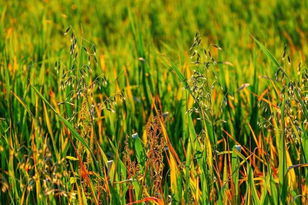 Herbe d avoine avoine commune