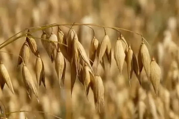 Herbe de paille d avoine