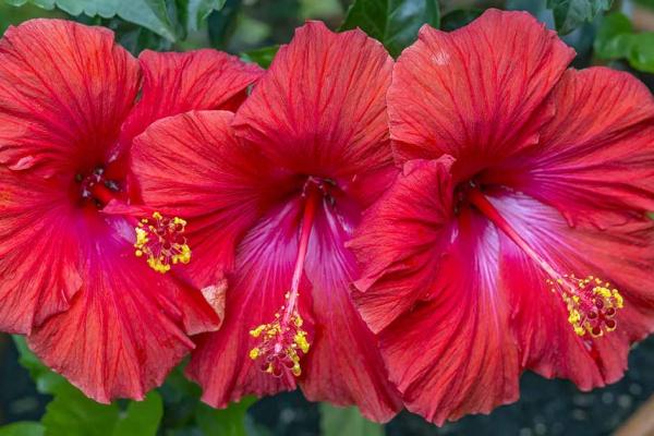 Hibiscus