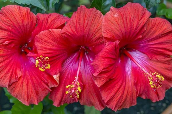 Hibiscus