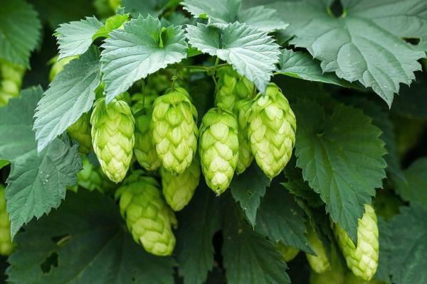 Houblon humulus lupulus