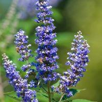 traitement naturel pour fibromes utérins et gattilier