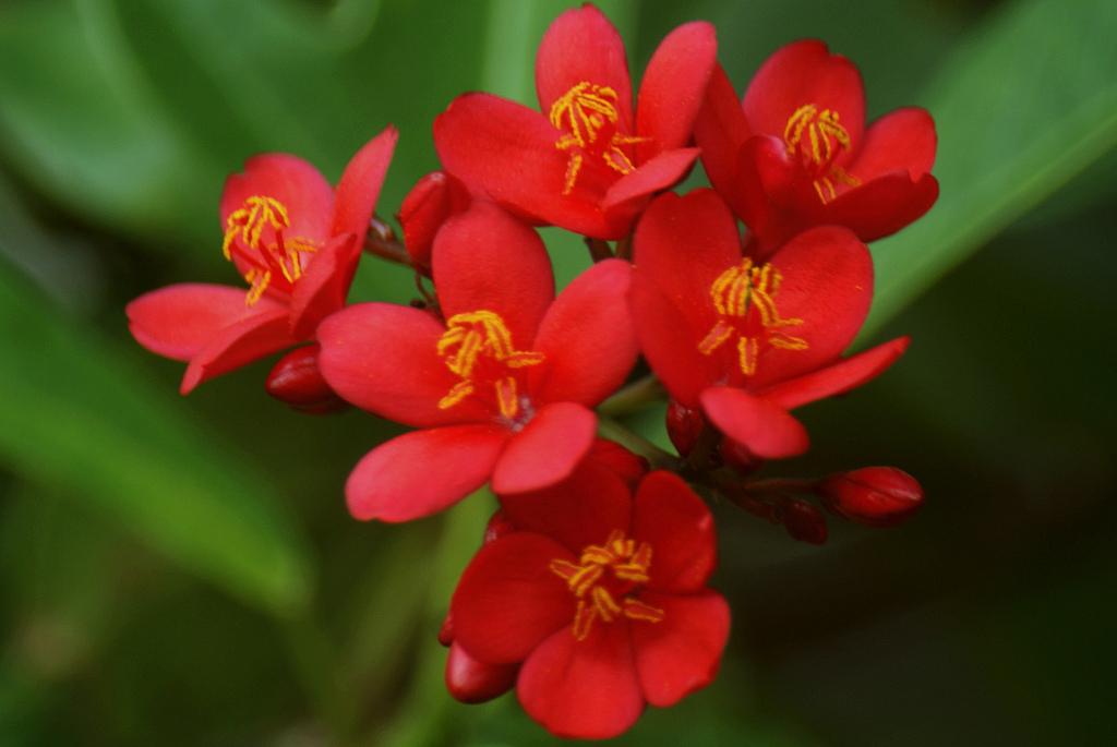 Jatropha rouge