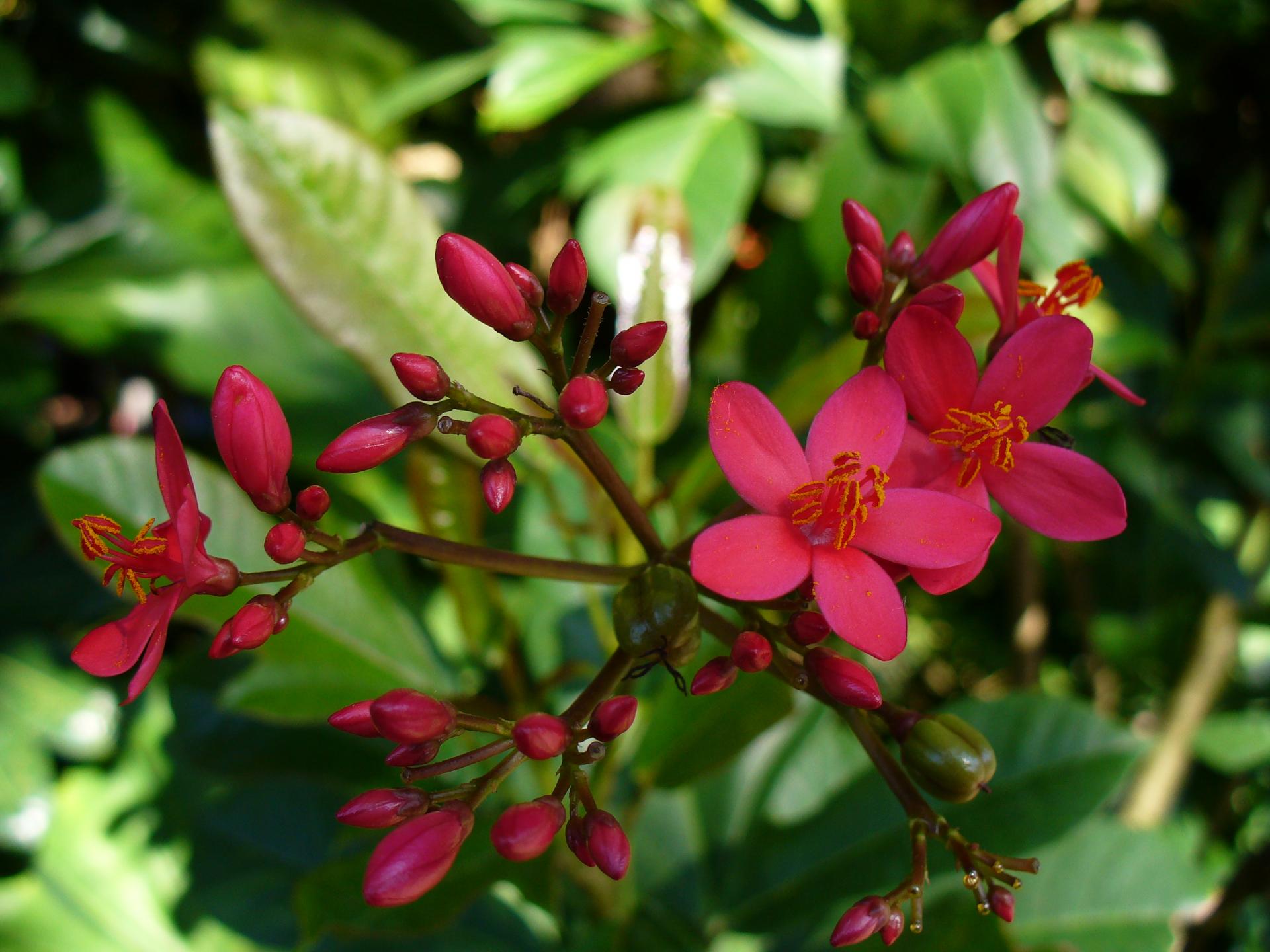 Jatropha rouge