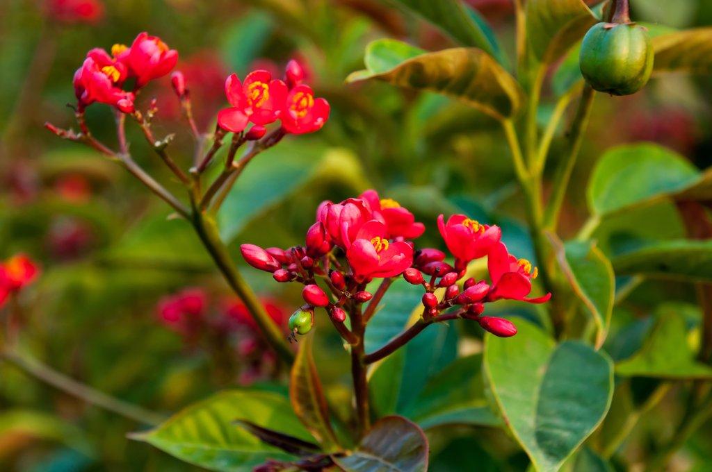 Jatropha rouge1